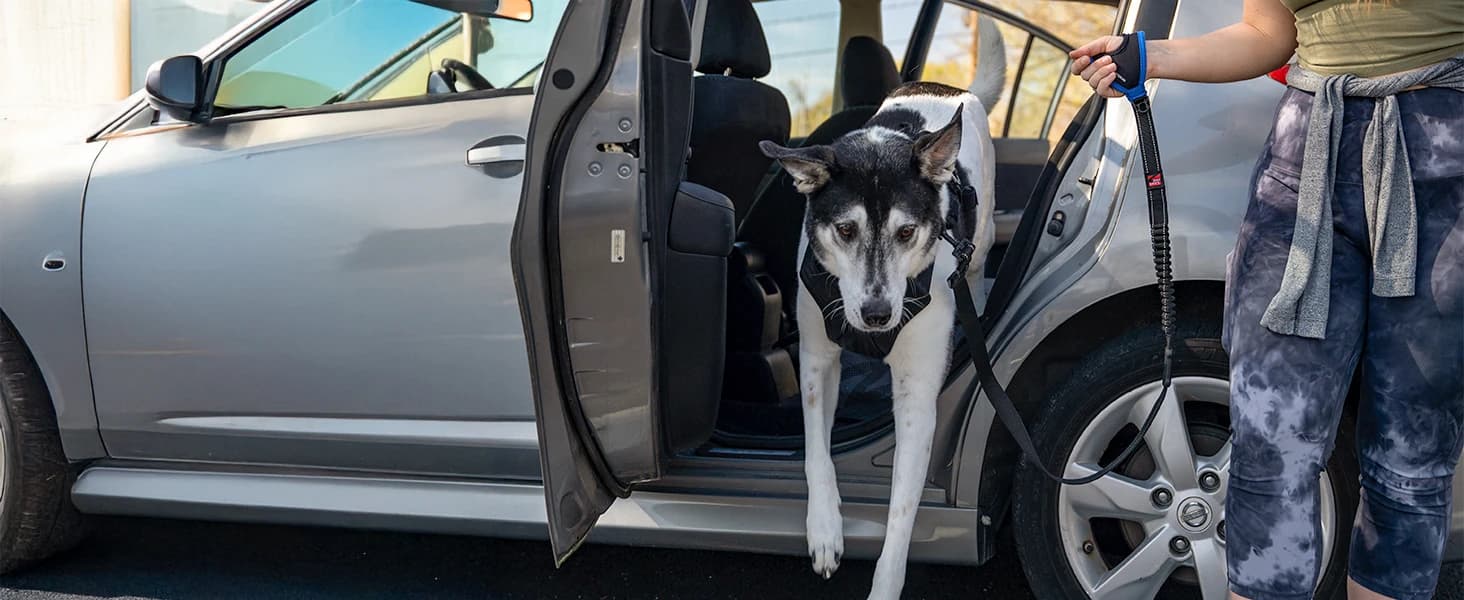 Drive Dog Car Harness — Crash Tested and Certified — collection imagery