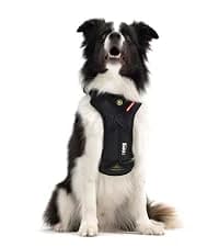 Drive Dog Car Harness — Crash Tested and Certified — collection imagery