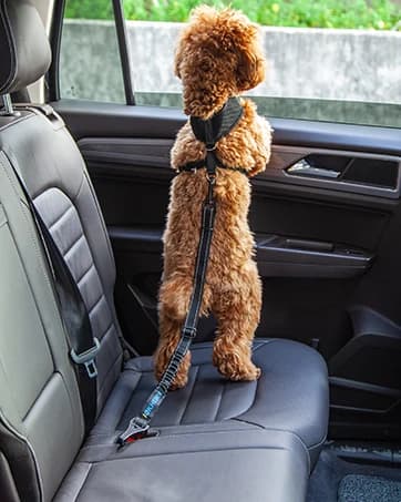 Dog Seat Belt 3-in-1 Car Harness for Dogs Adjustable Safety Seatbelt for Car Nylon Reflective Bungee Fabric Dog — collection imagery