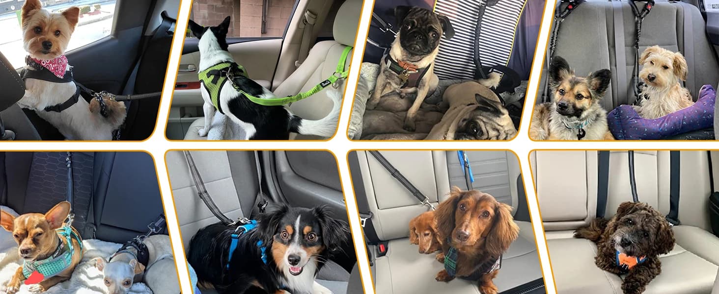 Dog Seat Belt for Car — 2 Pack Dog Car Harness Seatbelt with Bungee — OUR FURRY FRIENDS LOVE IT