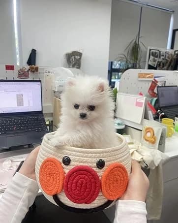 Dog Sling Carrier for Small Dogs and Cats 5-20 lbs — collection imagery