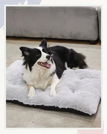 Rectangle Dog Bed for Large Medium Small Dogs - Washable Orthopedic Sofa Bed — collection imagery