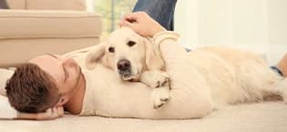 Washable Dog Bed Mat Medium Size Fluffy Pet Crate Pad — 36x23 — collection imagery