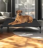 Outdoor Elevated Dog Bed with Waterproof Bolster Cushion — collection imagery