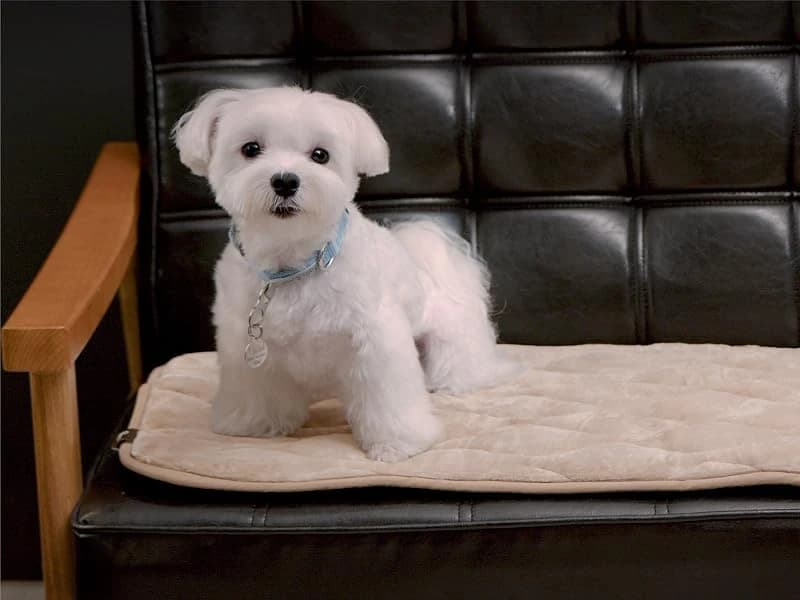 Washable Padded Crate Mats for Dogs — Gray — A Comfy Space to Rest