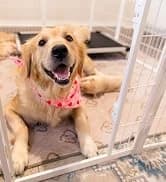 Homeplus Indoor Dog Playpen — 24" H — collection imagery