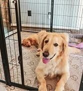Homeplus Indoor Dog Playpen — 24" H — collection imagery