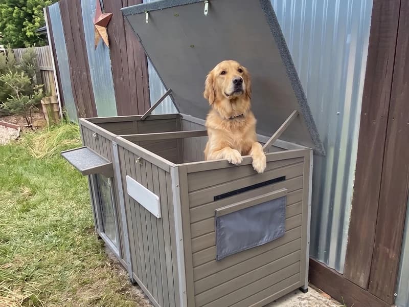 55" Extra XL Wooden Outdoor Dog House with Iron Frame for Large Dogs — Voice of the Customer