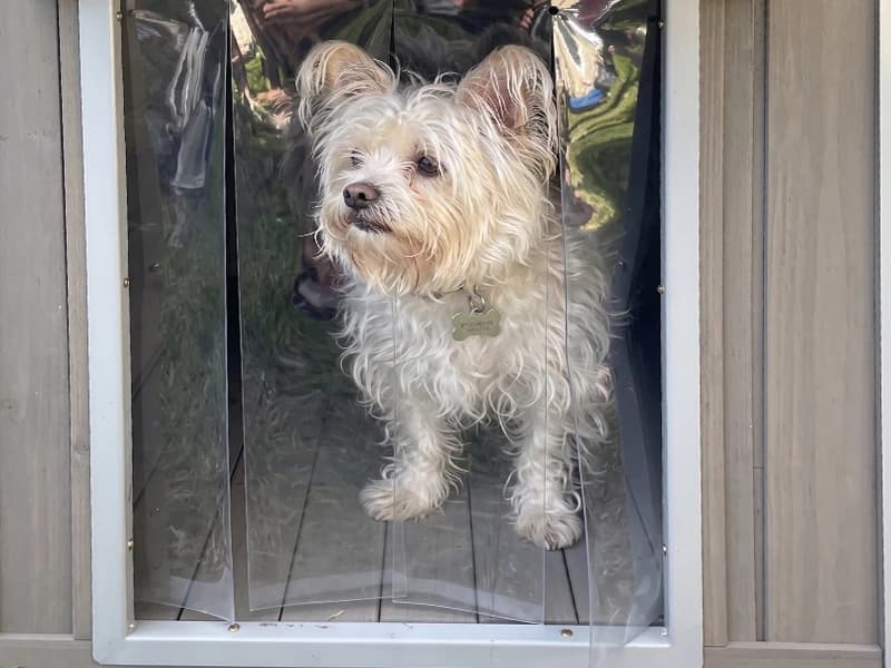 55" Extra XL Wooden Outdoor Dog House with Iron Frame for Large Dogs — Voice of the Customer