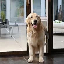 Plastic Dog and Cat Door — Pets Up to 220 lb — Which pet door is right for you?