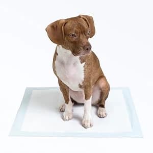 Leak-Proof Dog and Puppy Potty Training Pee Pads with Quick-Dry 5-Layer Super Absorbent Design — Pet-Training Pads