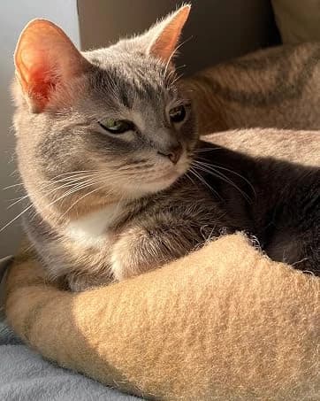 Cat Cave - Merino Wool Bed for Indoor Cats (Dark Gray — collection imagery