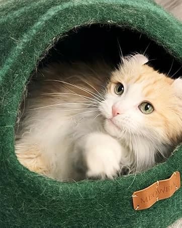 Cat Cave - Merino Wool Bed for Indoor Cats (Dark Gray — collection imagery