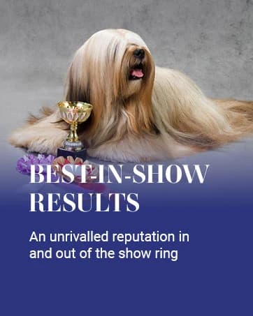 Dog Brush — 27 mm Oval Pin Brush — collection imagery