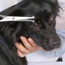 Chibuy Professional Pet Grooming Scissors with Round Tip Stainless Steel Dog Eye Cutter for Dogs and Cats