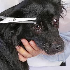 Chibuy Professional Pet Grooming Scissors with Round Tip Stainless Steel Dog Eye Cutter for Dogs and Cats — collection imagery