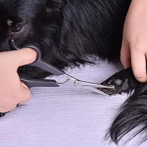Chibuy Professional Pet Grooming Scissors with Round Tip Stainless Steel Dog Eye Cutter for Dogs and Cats — collection imagery