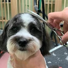Curved Dog Grooming Scissors — 6.5 inch — The curved dog grooming scissors works on puppy’s various contours — particularly around the eyes, forehead, cheeks, moustache, ears, neck, etc.