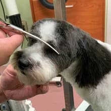 Curved Dog Grooming Scissors — 6.5 inch — The curved dog grooming scissors works on puppy’s various contours — particularly around the eyes, forehead, cheeks, moustache, ears, neck, etc.