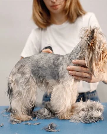 10# Grooming Ceramic Pet Clipper Blades Compatible with Andis and Oster A5 — collection imagery