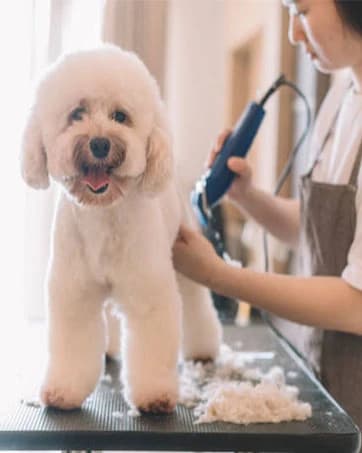 10# Grooming Ceramic Pet Clipper Blades Compatible with Andis and Oster A5 — collection imagery