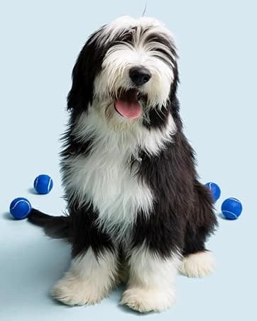 PawControl 7760-PET Dog Nail Grinder and Trimmer — Pet Grooming Kit — collection imagery
