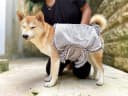 Quick Dry Towel for Dogs | Ultra Absorbent Microfiber Shammy | Extra Large 35x15 Size Dog Bath Towel |