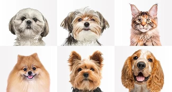 2-in-1 Dog Hair Dryer with Brush for Small Dogs and Cats — Is 's Pet Hair Dryer Suited to My Pet?