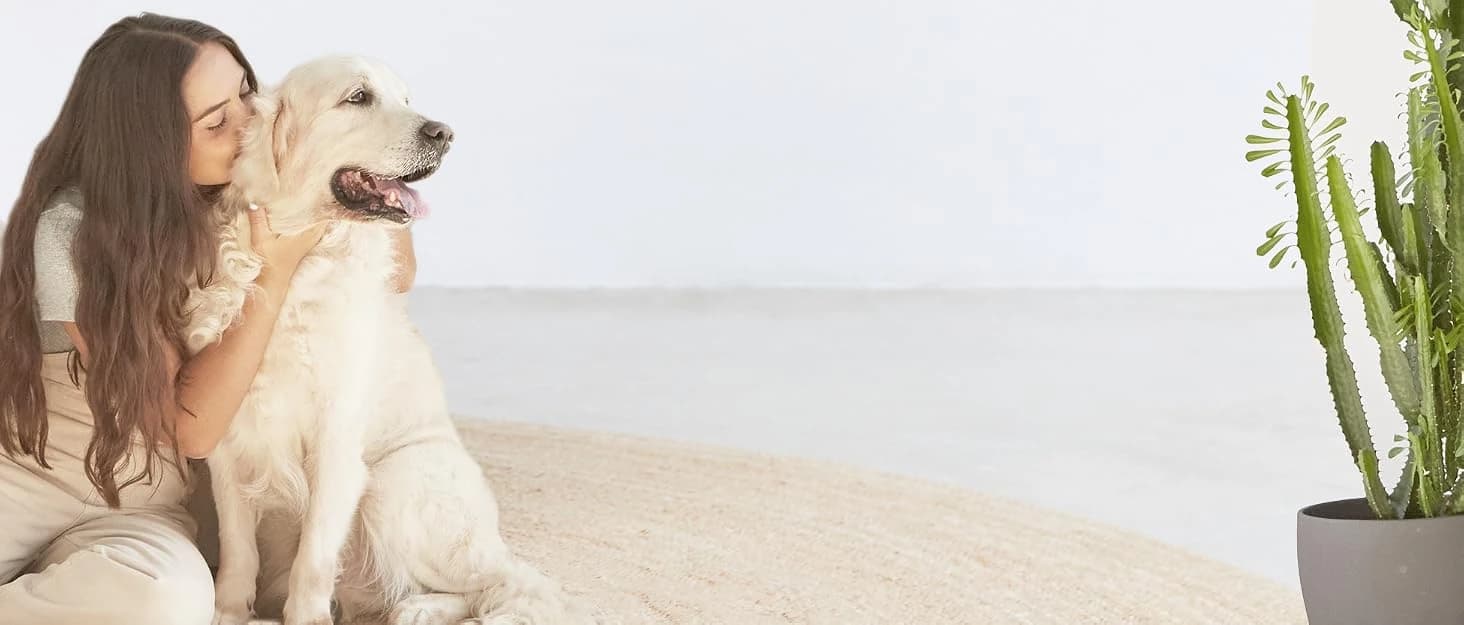 2-in-1 Dog Hair Dryer with Brush for Small Dogs and Cats — collection imagery