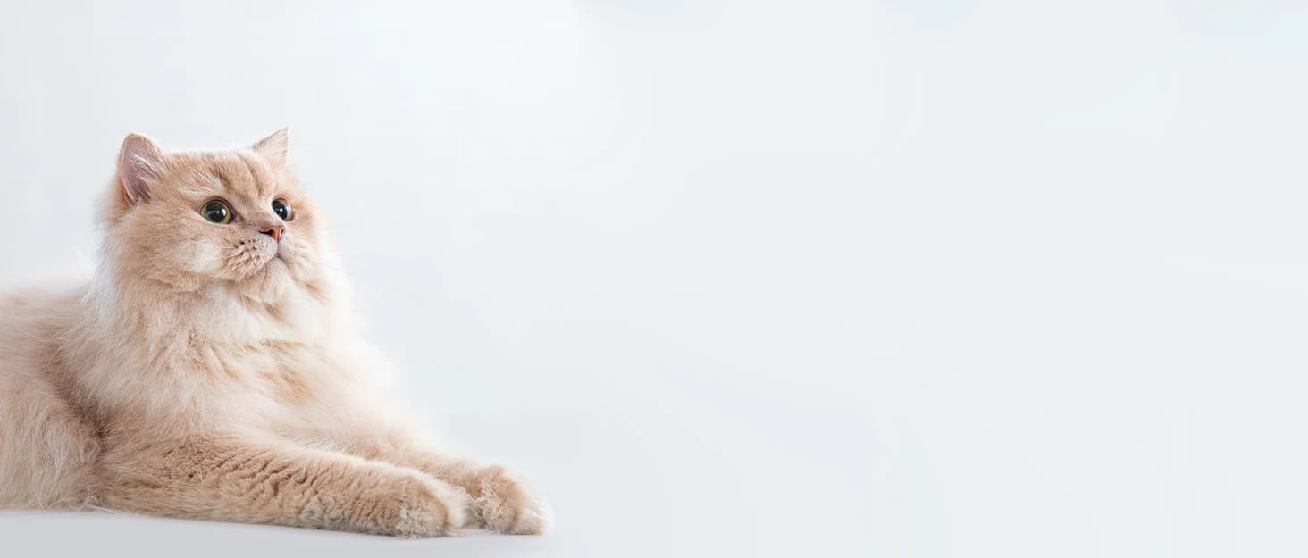 Automatic Cat Dryer — 40dB Ultra Quiet Pet Dryer Box (Drybo Plus) — collection imagery