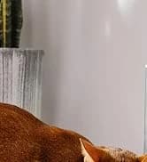 Automatic Cat Dryer — 40dB Ultra Quiet Pet Dryer Box (Drybo Plus) — collection imagery