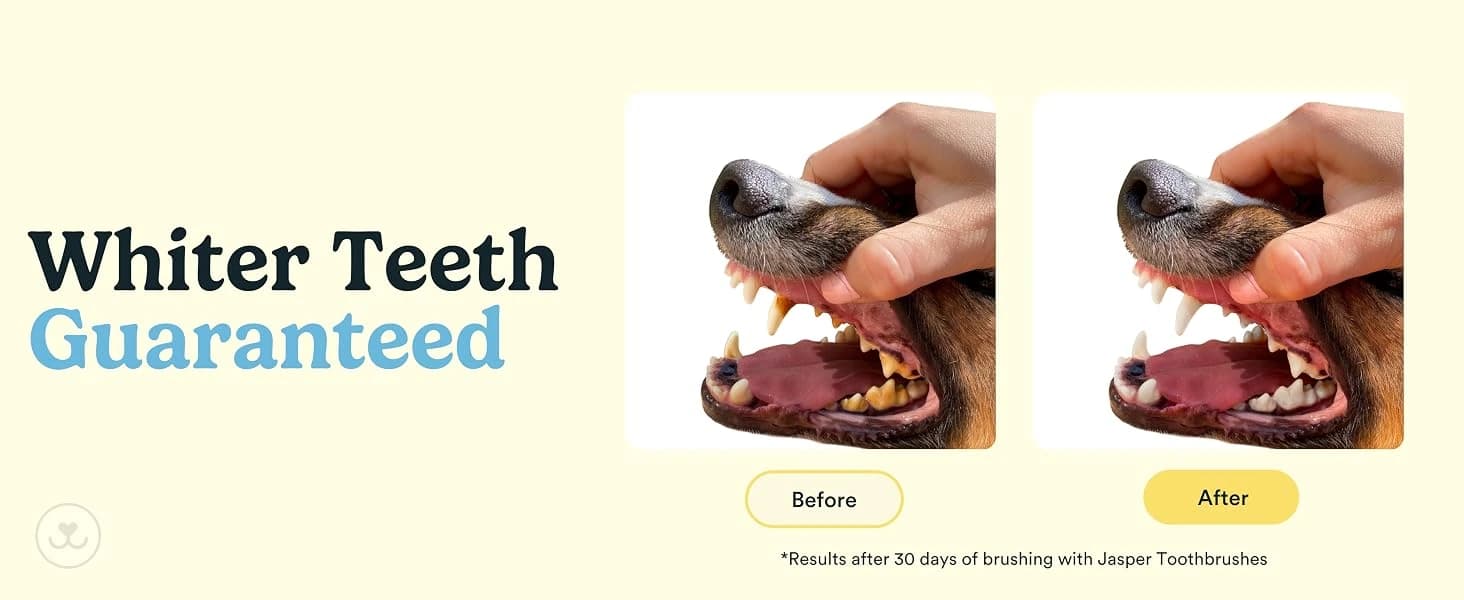 Dog Toothbrush — 360° Finger Toothbrush for Dogs and Cats — collection imagery