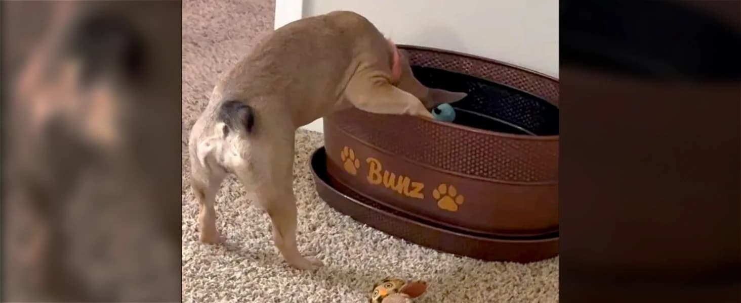 Copper Metal Pet Storage and Dog Toy Bin w/ Handles — Customer Photos