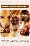 Dog Paw Wound Recovery Boot with Self-Adhering Pet Bandage