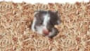 Aspen Bedding for Small Animals