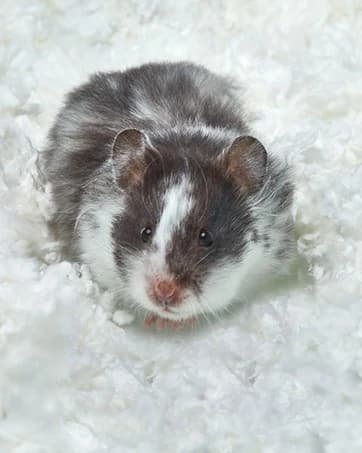 Small Animal Pine Bedding for Guinea Pigs — Rabbits — collection imagery