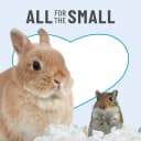 Clean and Cozy Paper Bedding for Small Animals