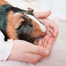 Clean and Cozy Paper Bedding for Small Animals — Small Animals. Big Love.