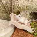 Hamster Climbing Ladder Bridge — 6.3 x 3.7 x 1.1 inch