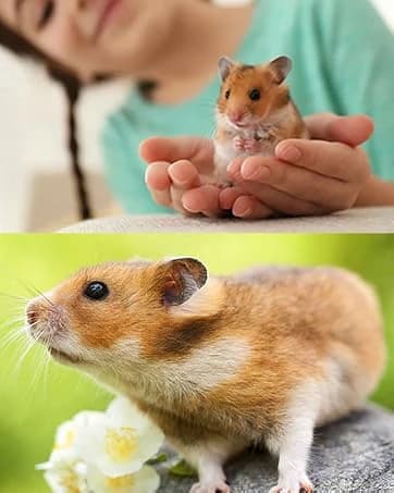 Rat Climbing Rope Net Toy for Cage — Hanging Swing Toy (Random Color) — collection imagery