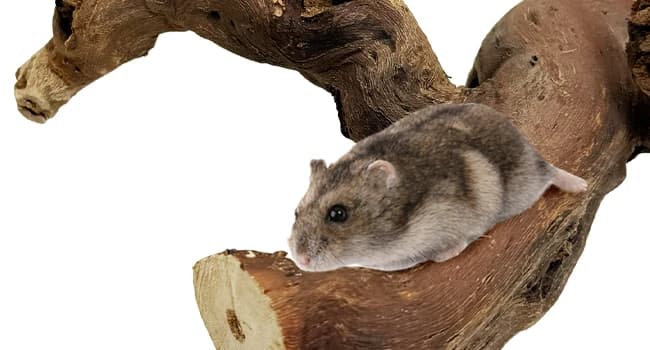 2 PCS Wooden Hamster Climbing Branches 5.9 in Natural Grapevine Syrian Hamster Chewing Toys Small Animal — Multi-functional Hamster Toy