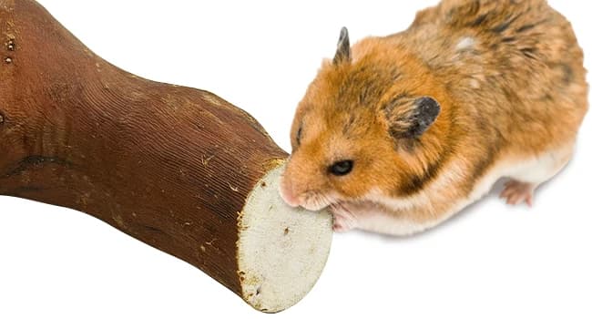 2 PCS Wooden Hamster Climbing Branches 5.9 in Natural Grapevine Syrian Hamster Chewing Toys Small Animal — Multi-functional Hamster Toy