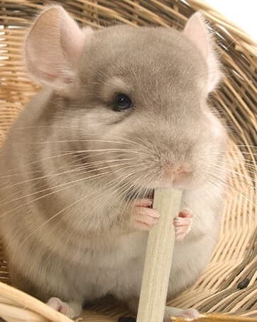 240g Rabbit Chew Sticks - Natural Sweet Bamboo Chew for Small Animals — collection imagery