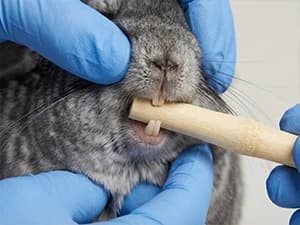 240g Rabbit Chew Sticks - Natural Sweet Bamboo Chew for Small Animals — Supports Natural Tooth Wear