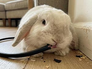 240g Rabbit Chew Sticks - Natural Sweet Bamboo Chew for Small Animals — Supports Natural Tooth Wear