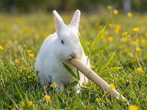 240g Rabbit Chew Sticks - Natural Sweet Bamboo Chew for Small Animals — Made from Natural Sweet Bamboo