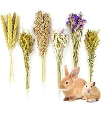 240g Rabbit Chew Sticks - Natural Sweet Bamboo Chew for Small Animals — collection imagery
