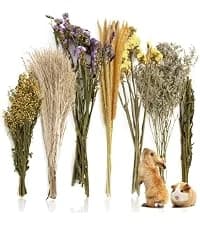 240g Rabbit Chew Sticks - Natural Sweet Bamboo Chew for Small Animals — collection imagery