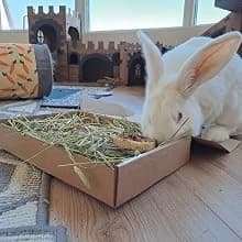 Chews, 100% All Natural Flavoured Balsa Wood for Rabbit Hamster Guinea Pig Chinchilla Pet Rat Mice Gerbil Bird — All Natural Delights