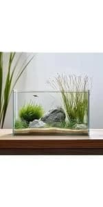 2 Gallon Glass Fish Tank — Easy to Maintain Small Aquarium for Betta/Snails/Shrimp and Aquatic Planting. — product details